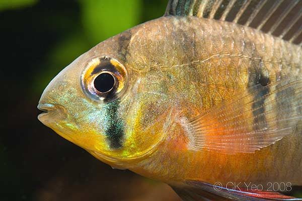 Mikrogeophagus altispinosus - Close up