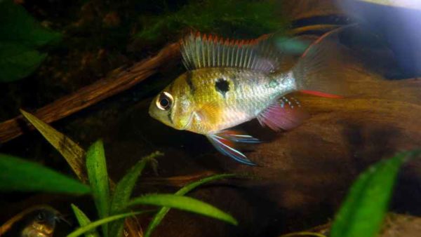 Mikrogeophagus altispinosus - Male