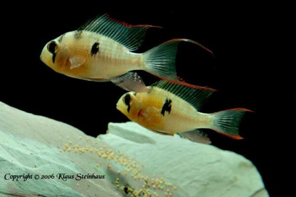 Mikrogeophagus altispinosus - with eggs