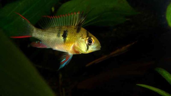 Mikrogeophagus altispinosus - Female
