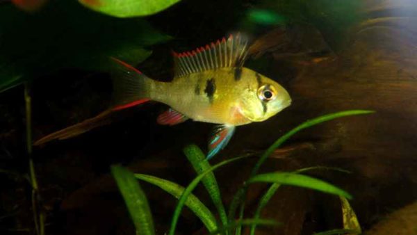 Mikrogeophagus altispinosus - Female