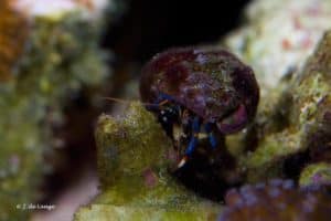 Clibanarius tricolor - Tricolor Hermit Crab