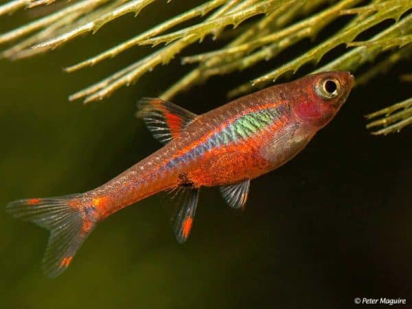 Boraras brigittae – Chili Rasbora – Mosquito Rasbora - Image 3