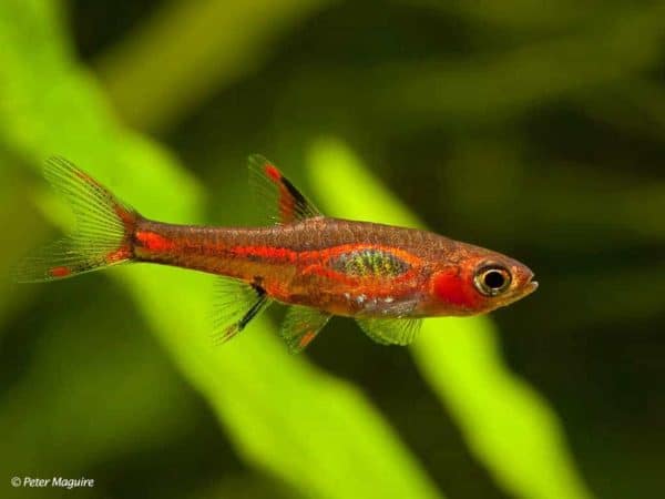 Boraras brigittae – Chili Rasbora – Mosquito Rasbora