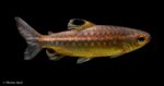 Arnoldichthys spilopterus - Niger Tetra - Female - Wildcaught - Nigeria