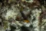 Sphaeramia nematoptera – Pajama Cardinalfish