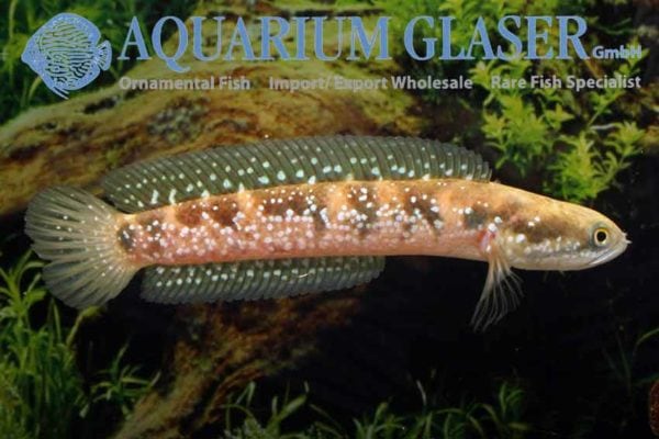 Channa asiatica - Chinese Snakehead - Image 12