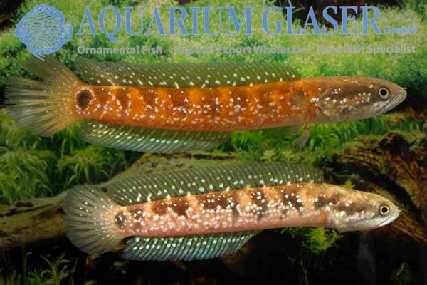 Channa asiatica - Chinese Snakehead - Image 14