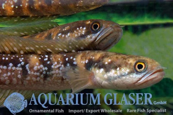 Channa asiatica - Chinese Snakehead - Image 15