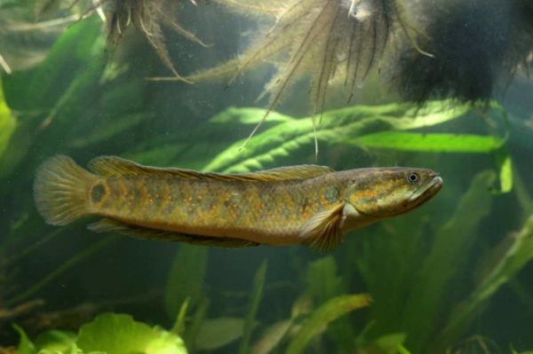 Channa asiatica - Chinese Snakehead - Image 11