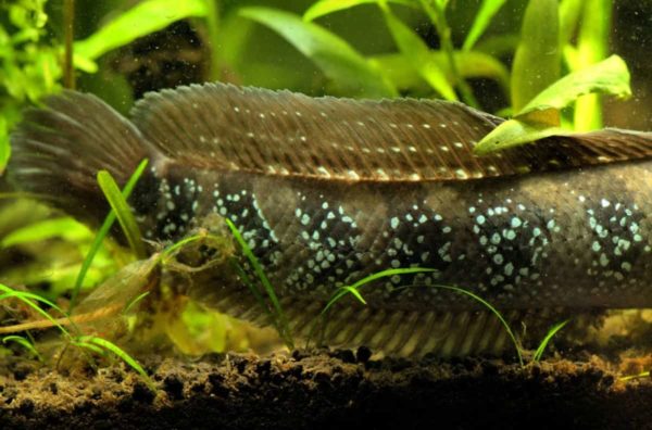 Channa asiatica