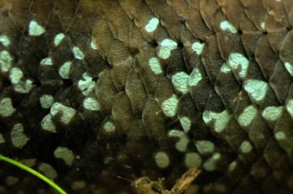 Channa asiatica