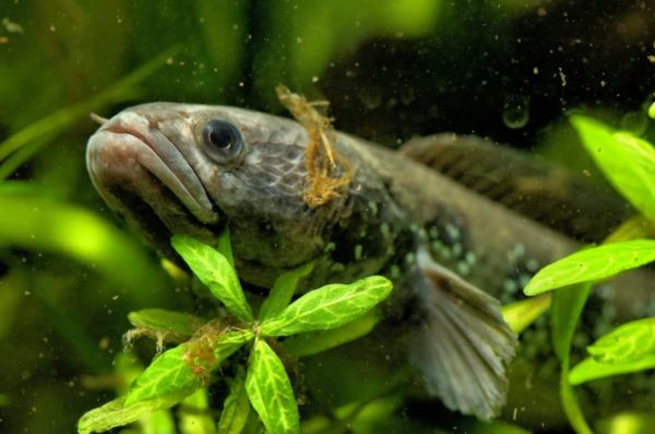 Channa asiatica