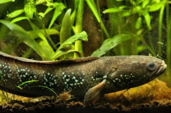 Channa asiatica
