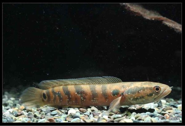 Channa asiatica