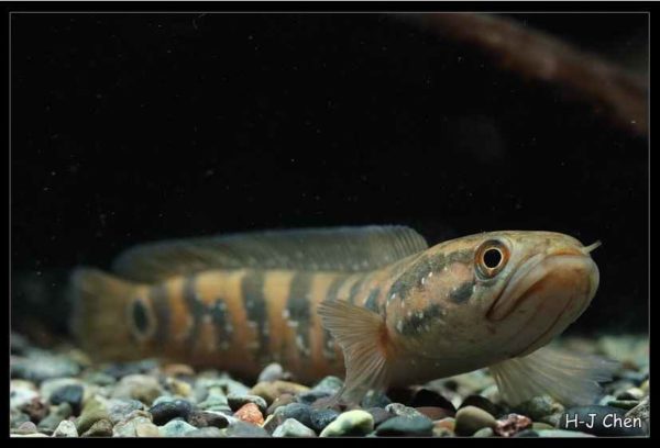 Channa asiatica - Chinese Snakehead - Image 8