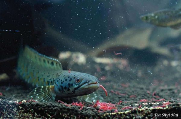 Channa ornatipinnis - Burmese Spotted Snakehead