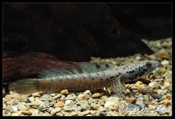 Channa ornatipinnis - Burmese Spotted Snakehead