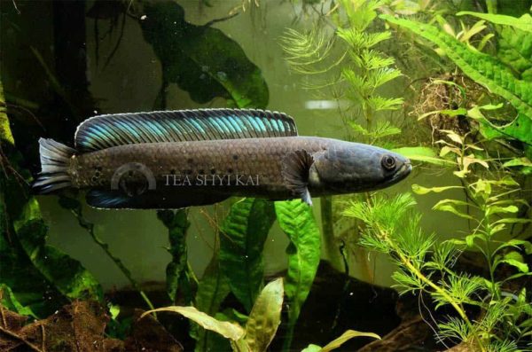 Channa stewartii - Golden Snakehead