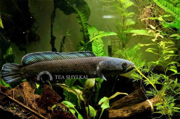 Channa stewartii - Golden Snakehead