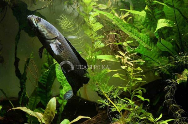 Channa stewartii - Golden Snakehead