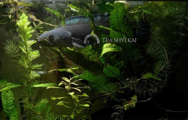Channa stewartii - Golden Snakehead