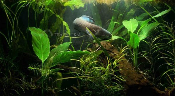 Channa stewartii - Golden Snakehead