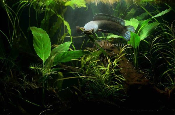 Channa stewartii - Golden Snakehead