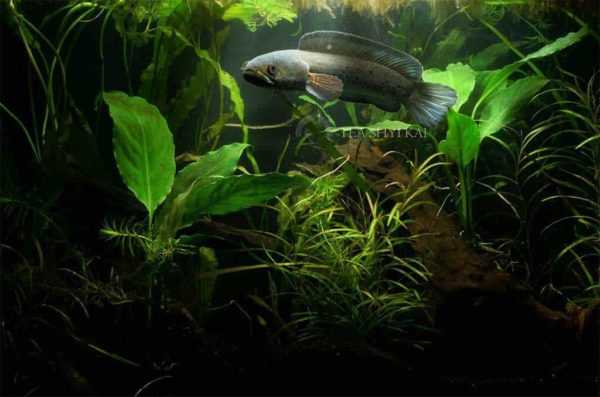 Channa stewartii - Golden Snakehead