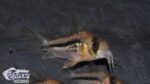 Corydoras axelrodi