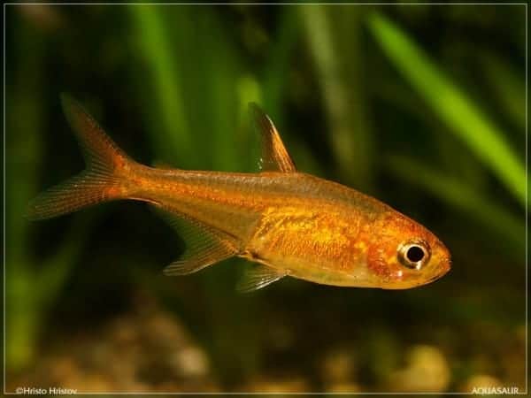 Hyphessobrycon amandae - Ember Tetra