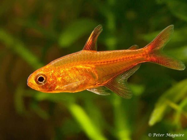 Hyphessobrycon amandae - Ember Tetra