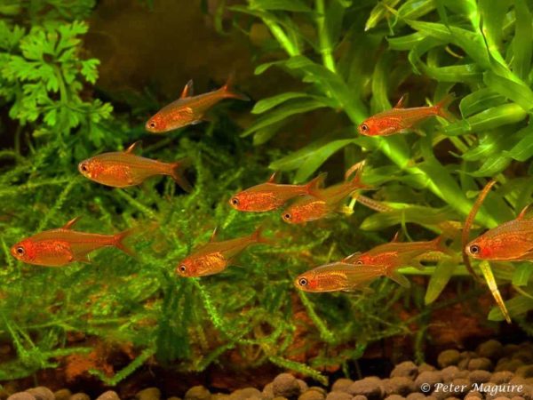 Hyphessobrycon amandae - Ember Tetra