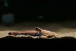 Acrochordonichthys rugosus – Asian Banjo Catfish