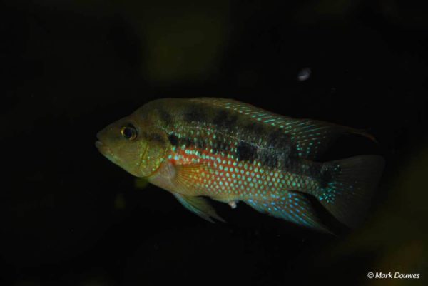 Amphilophus istlanus