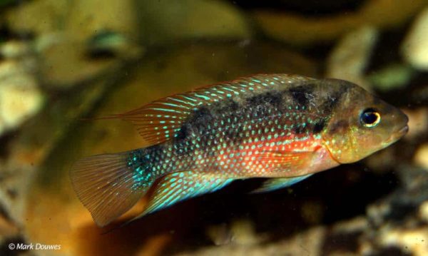 Amphilophus istlanus