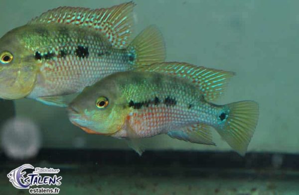 Amphilophus istlanus - Rio Papagayo