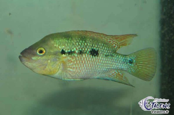 Amphilophus istlanus - Rio Papagayo