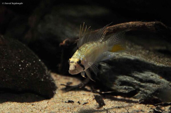 Apistogramma barlowi - Rio Ampiyacu male