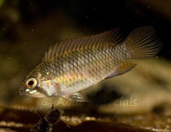 Apistogramma megaptera - Wildcaught female