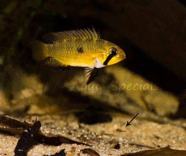 Apistogramma megaptera - Wildcaught female