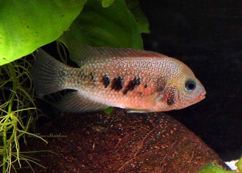 Panamius panamensis - Male