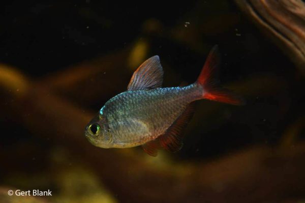 Hyphessobrycon columbianus