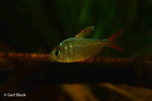 Hyphessobrycon columbianus
