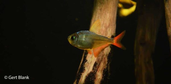 Hyphessobrycon columbianus