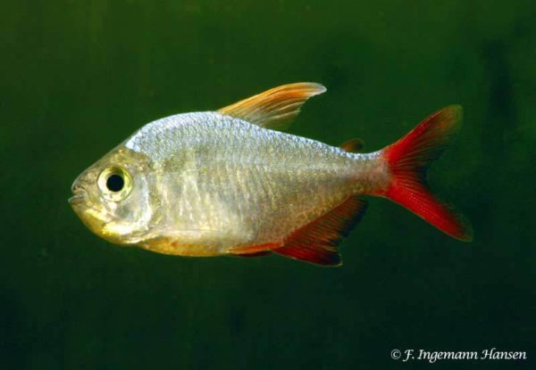 Hyphessobrycon columbianus