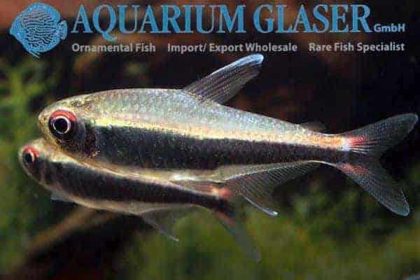 Hyphessobrycon peruvianus - Peruvian Tetra