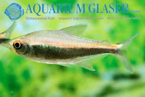 Hyphessobrycon peruvianus - Peruvian Tetra