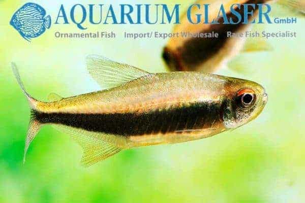 Hyphessobrycon peruvianus - Peruvian Tetra