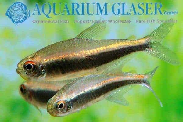 Hyphessobrycon peruvianus - Peruvian Tetra